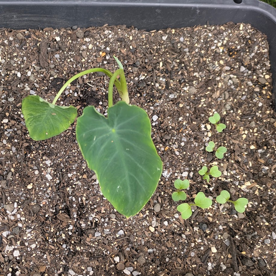 里芋　種エリア　家庭菜園