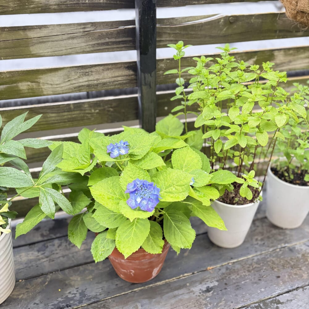 紫陽花 季節の暮らし 庭仕事