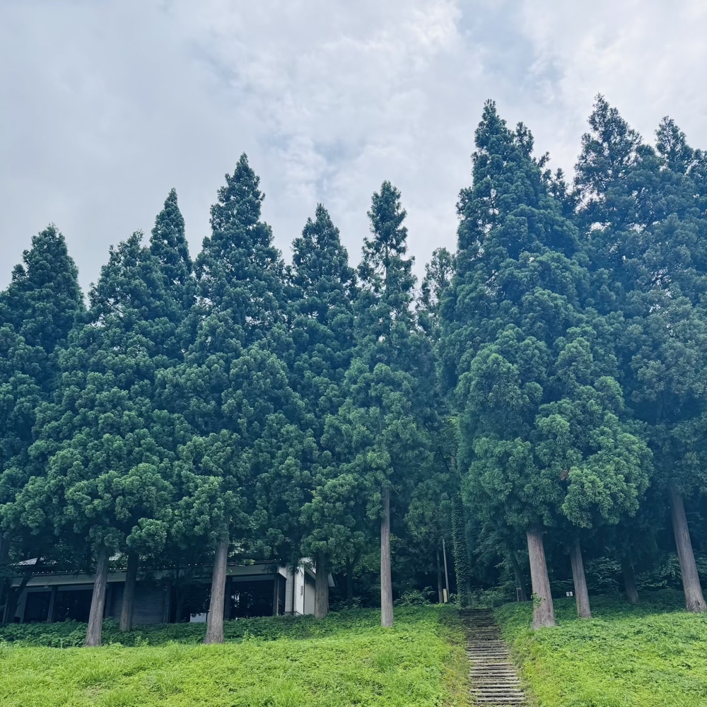 白山市　獅子吼パーク　森林