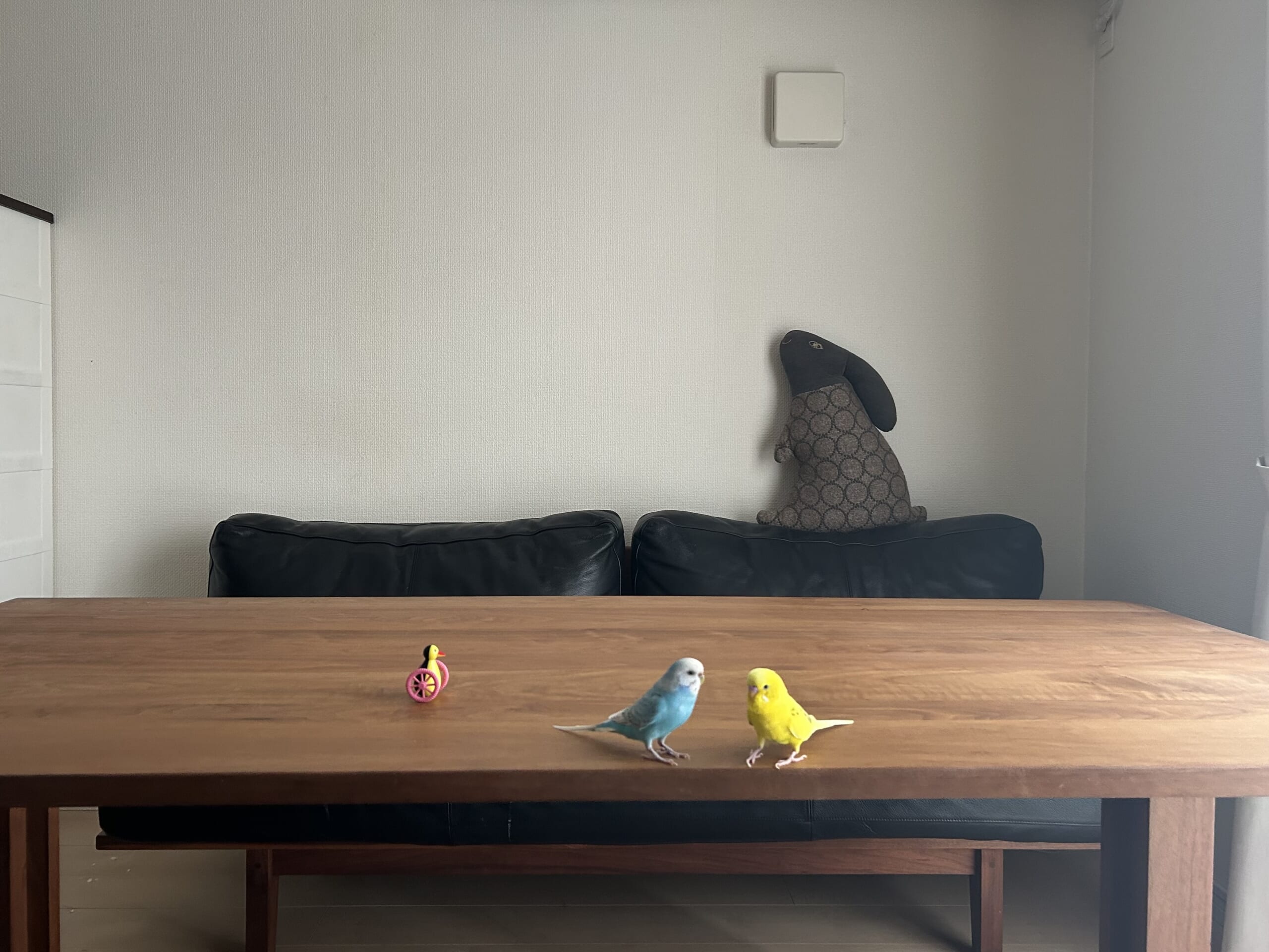 40代、セキセイインコ二羽との暮らし。かわいすぎるセキセイインコ、ブルーと黄色。