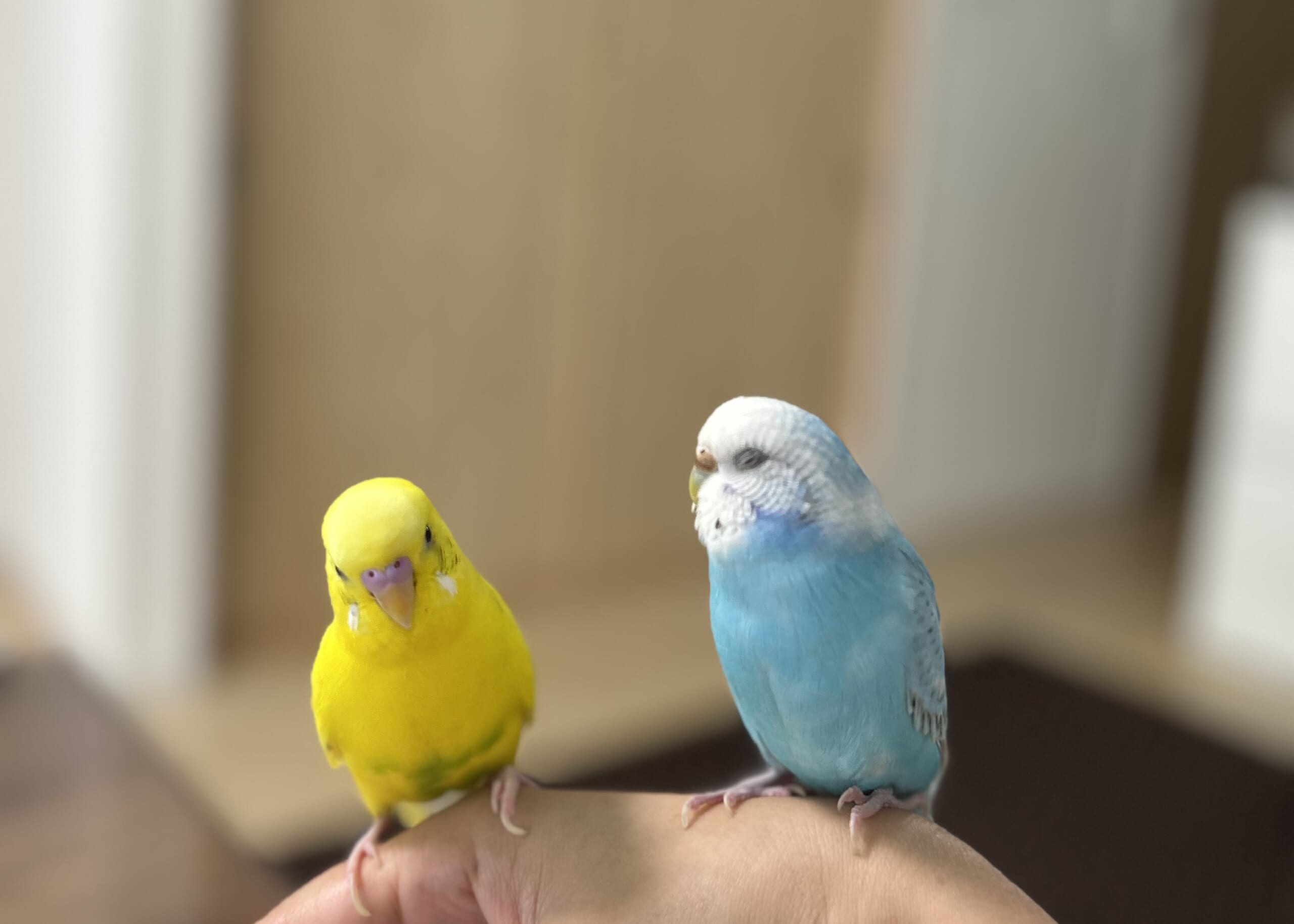 40代、セキセイインコ二羽との楽しい暮らし。かわいすぎるセキセイインコ、ブルーと黄色。