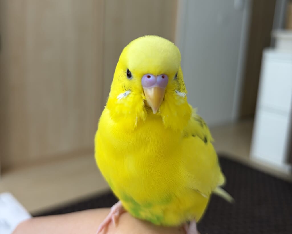 2歳のセキセイインコの男の子。人懐こくてよく喋る、甘えん坊のセキセイインコ。
