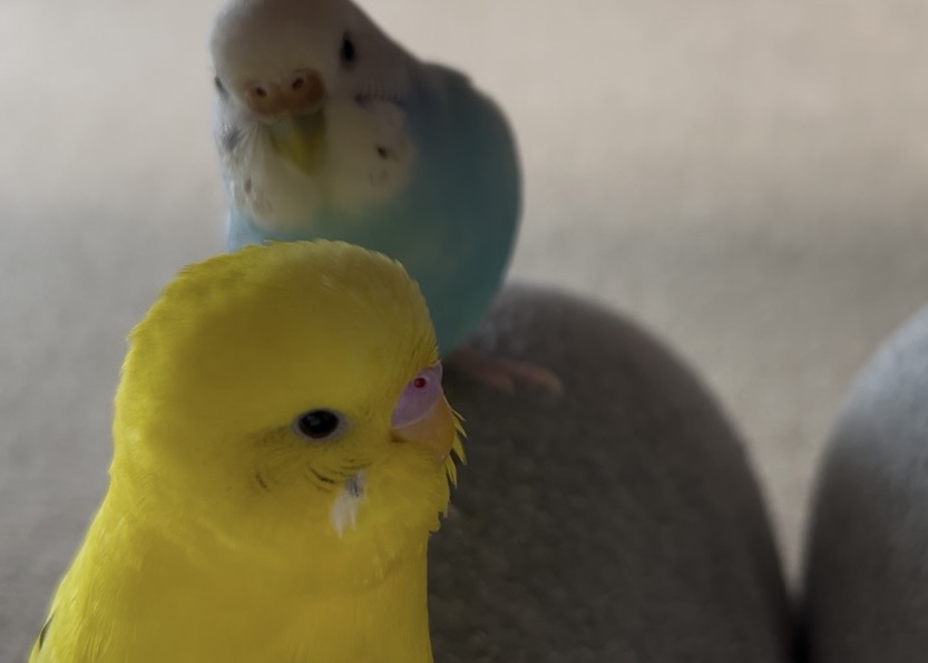 40代、セキセイインコ二羽との暮らし。かわいすぎるセキセイインコ、ブルーと黄色。