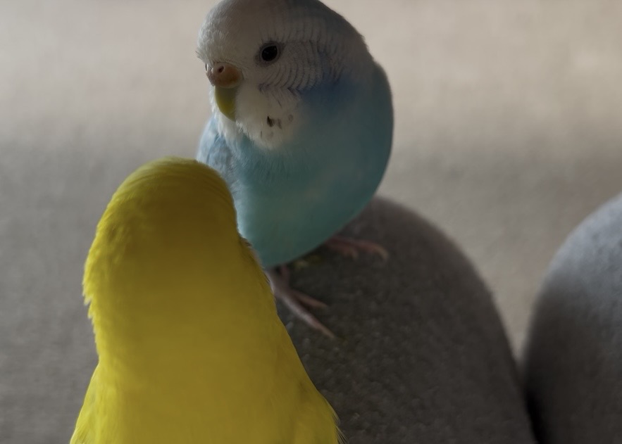40代、セキセイインコ二羽との暮らし。かわいすぎるセキセイインコ、ブルーと黄色。いちゃついているかわいい姿。