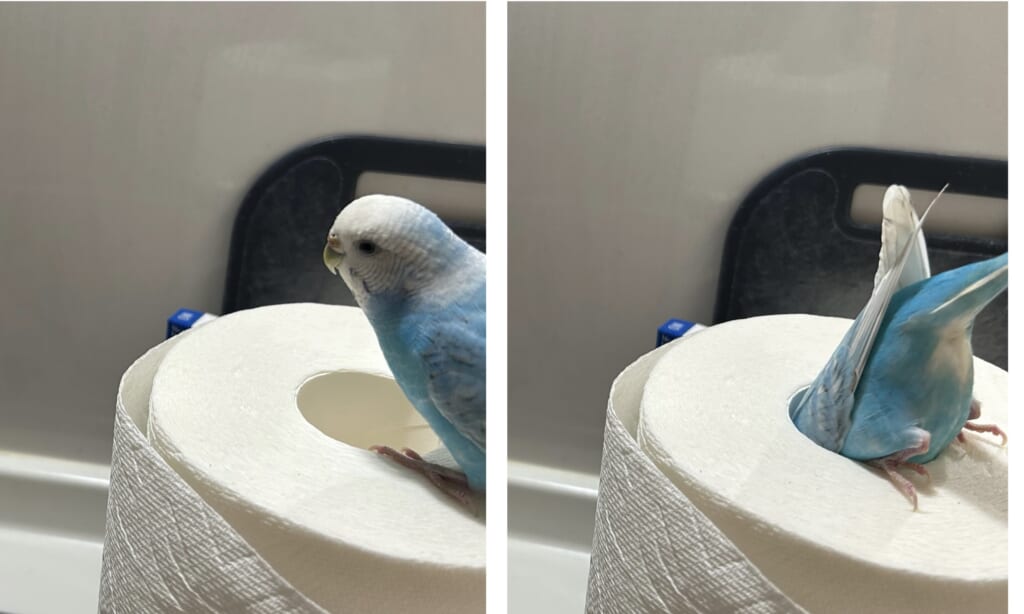 1歳のセキセイインコの女の子。懐かないヤキモチ焼き、一人遊びが大好きなかわいすぎるブルーのセキセイインコ。