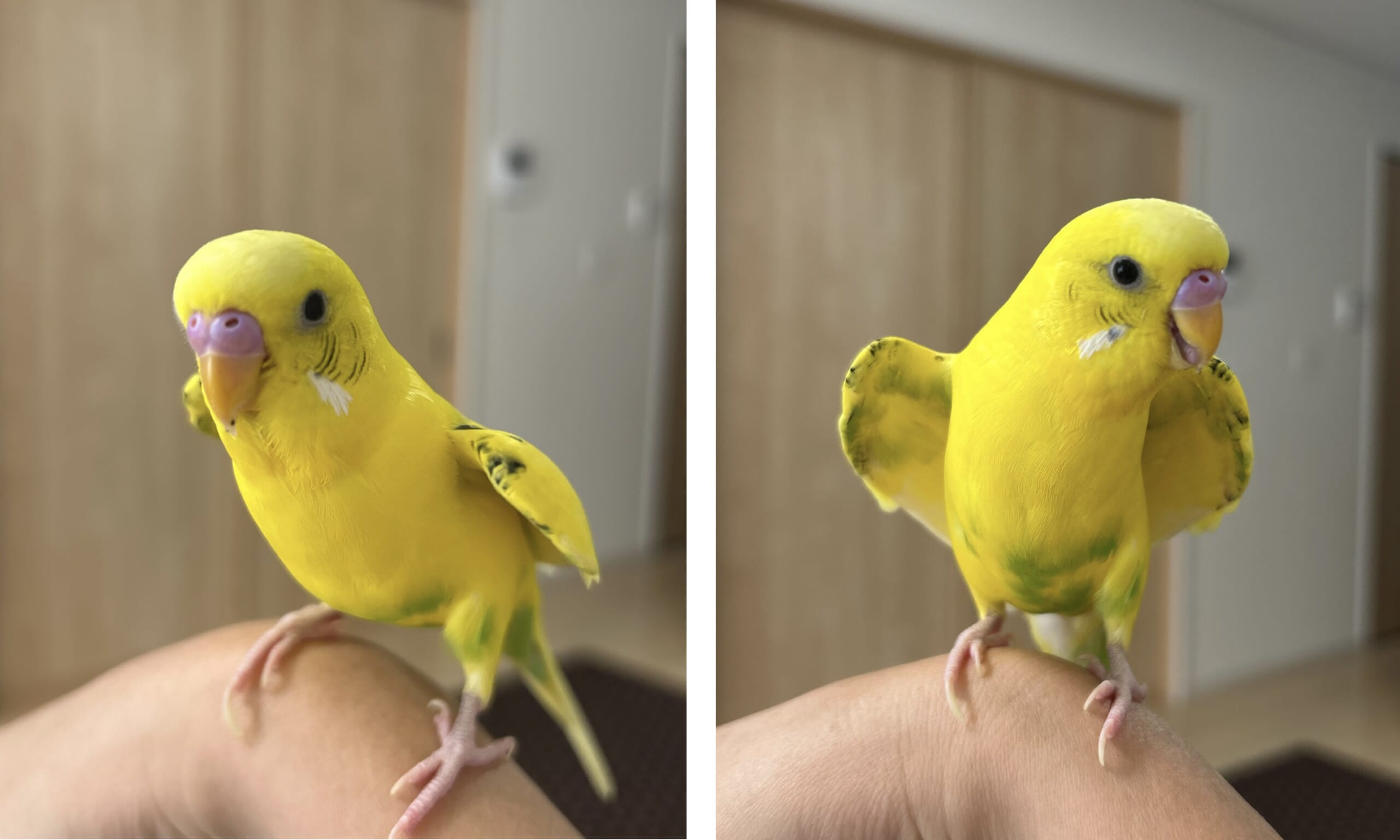 2歳のセキセイインコの男の子。人懐こくてよく喋る、甘えん坊のセキセイインコ。ワキワキしている二枚の写真。