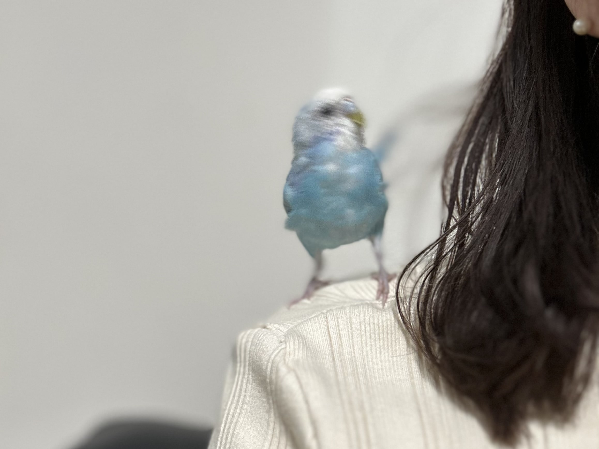 1歳のセキセイインコの女の子。懐かないヤキモチ焼き、一人遊びが大好きなかわいすぎるブルーのセキセイインコ。