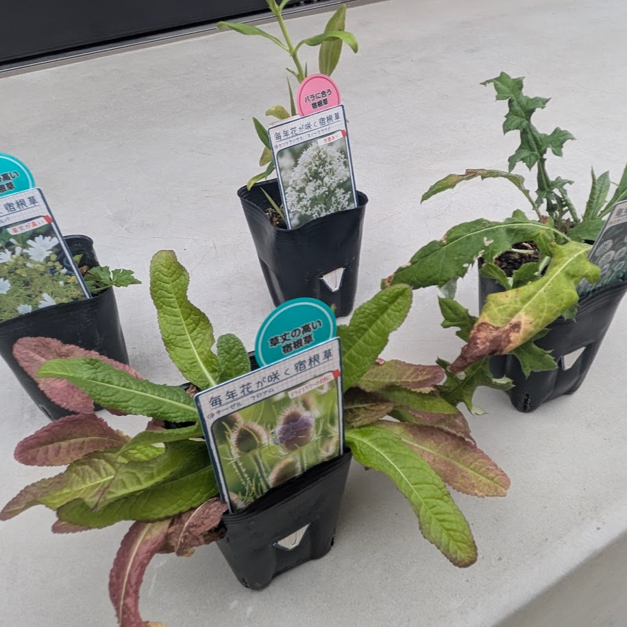 宿根草　苗　コポ