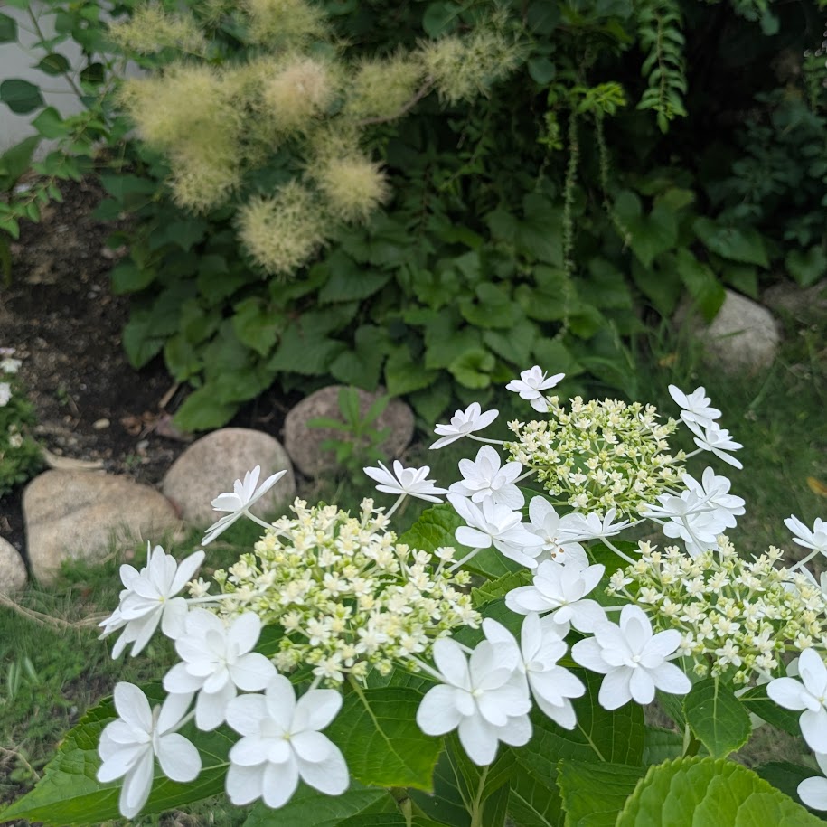 紫陽花　スモークフラワー　コポ