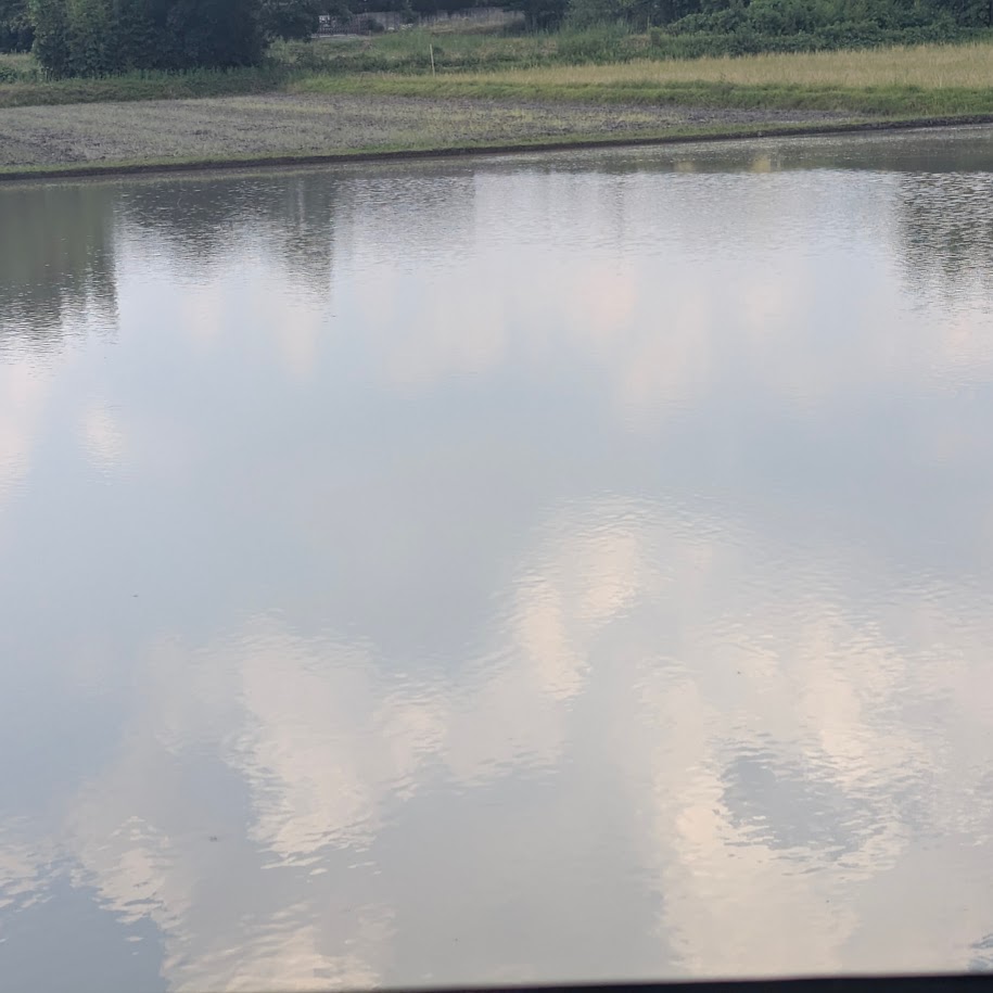 畑 水張り 6月