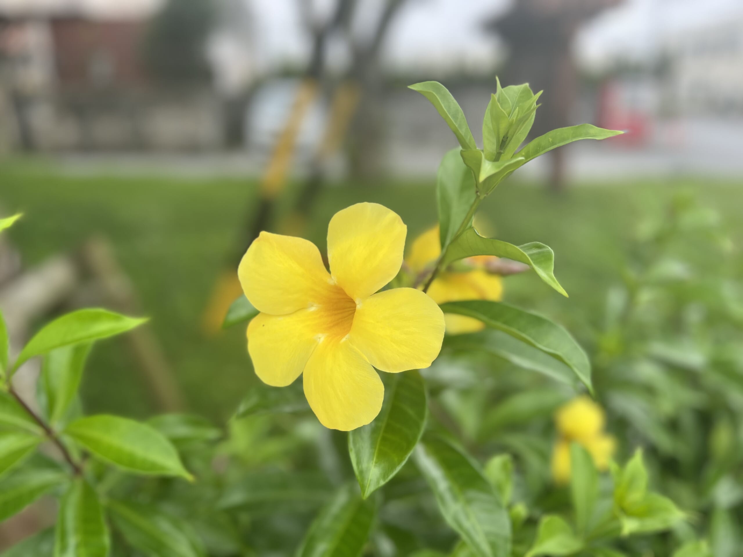 【沖縄】お昼は沖縄そば。「3丁目の島そば屋」へ行ってきました TB icoco