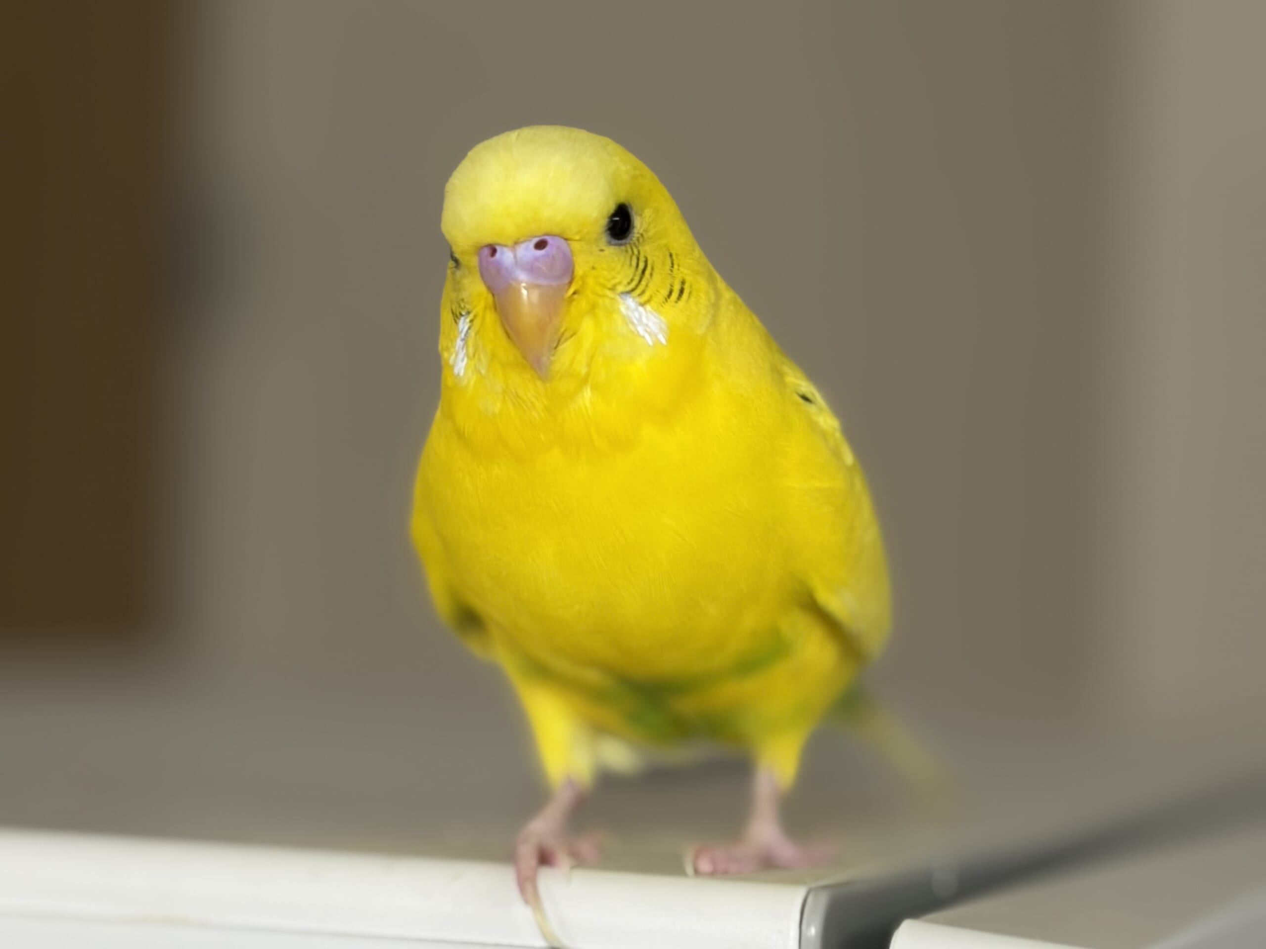 セキセイインコの男の子。なかなか子育てに参加できない姿。最高にかわいいペットのセキセイインコ。