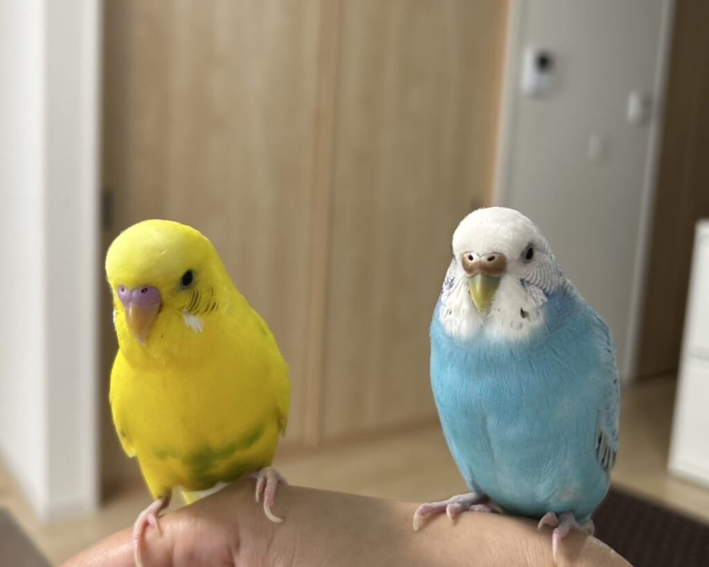 40代、セキセイインコ二羽との楽しい暮らし。かわいすぎるセキセイインコ、ブルーと黄色。
