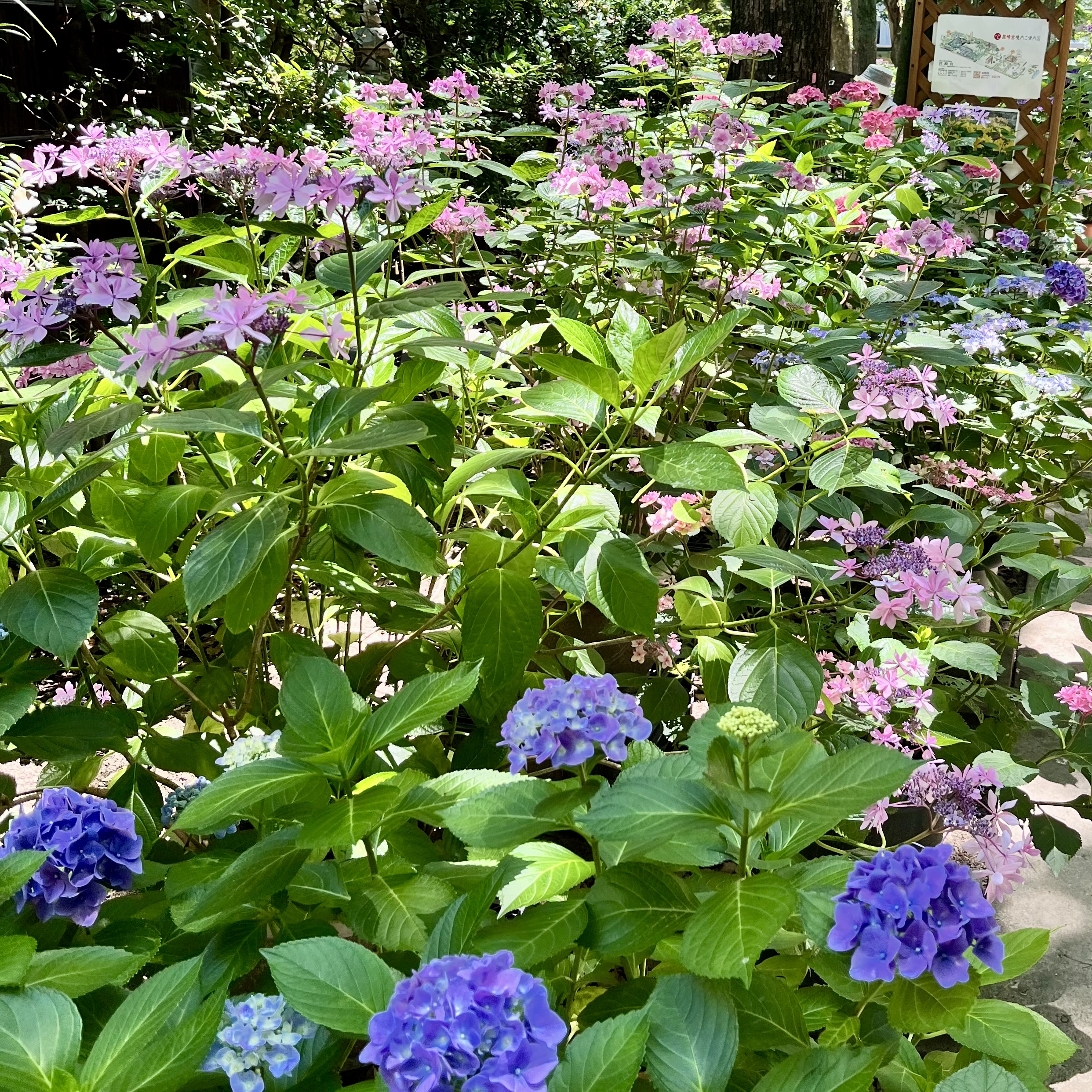 紫陽花