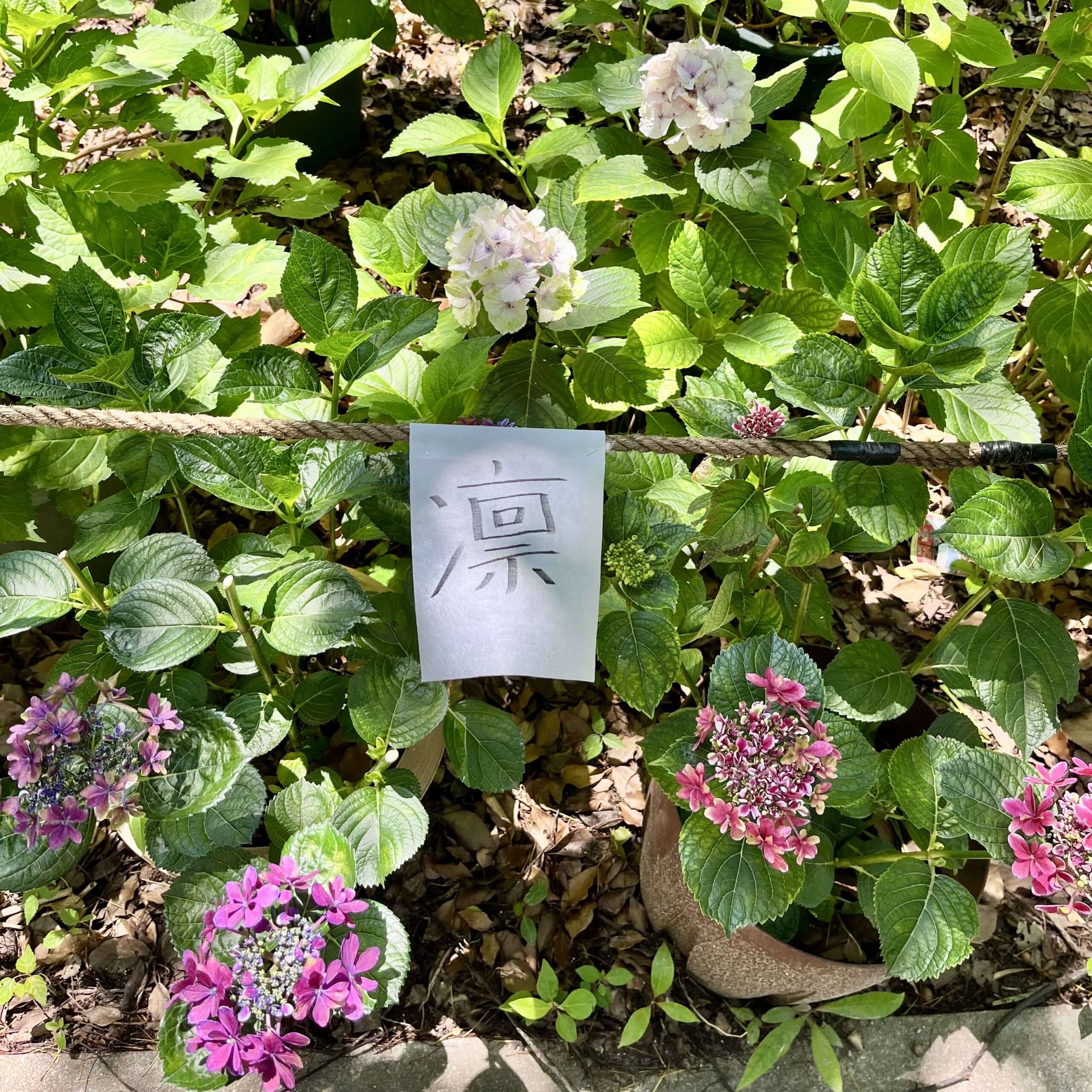 紫陽花