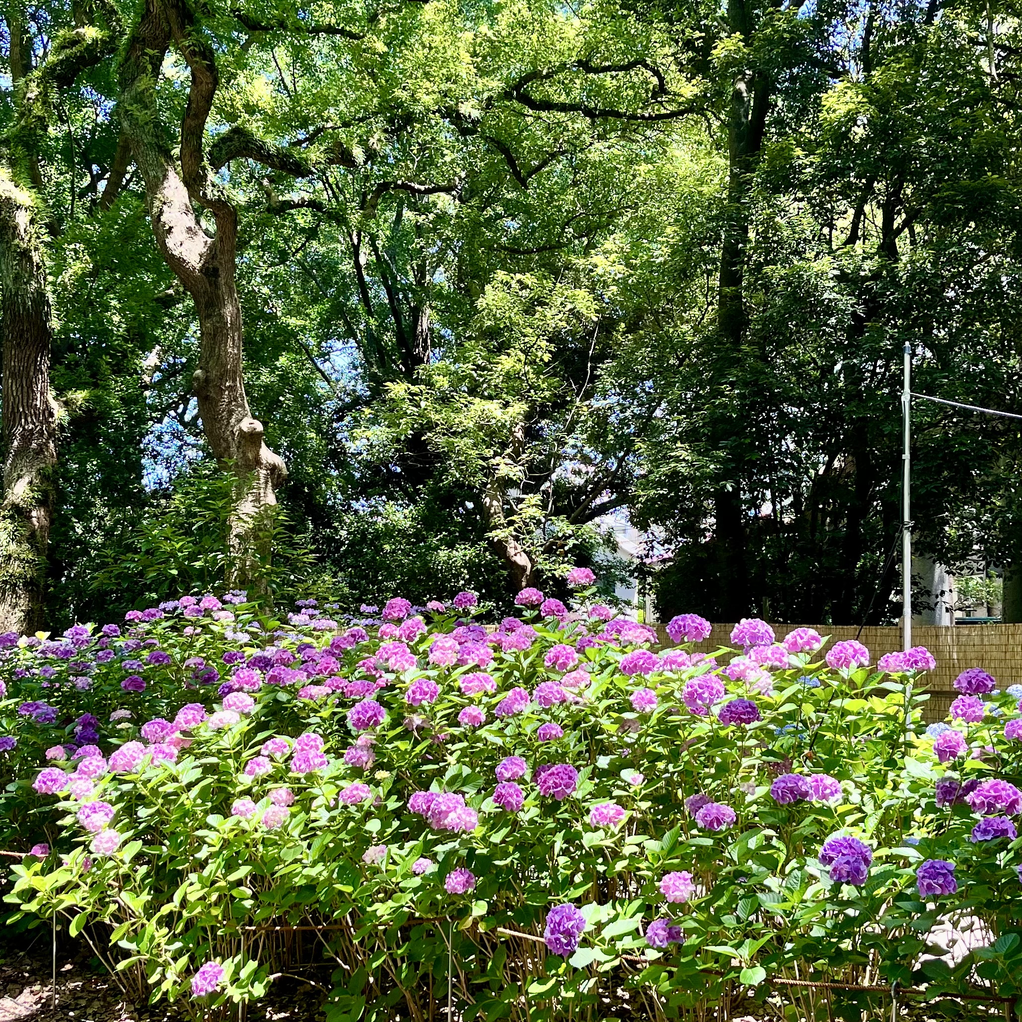 紫陽花