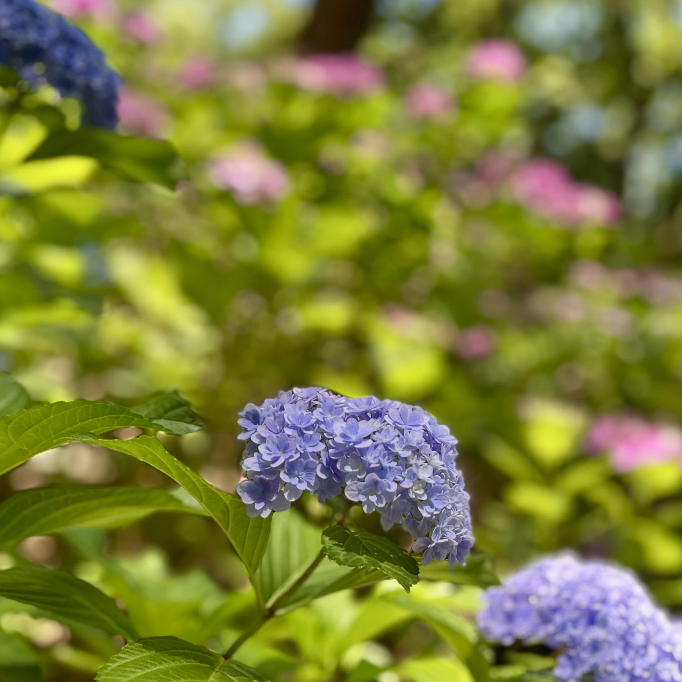 紫陽花