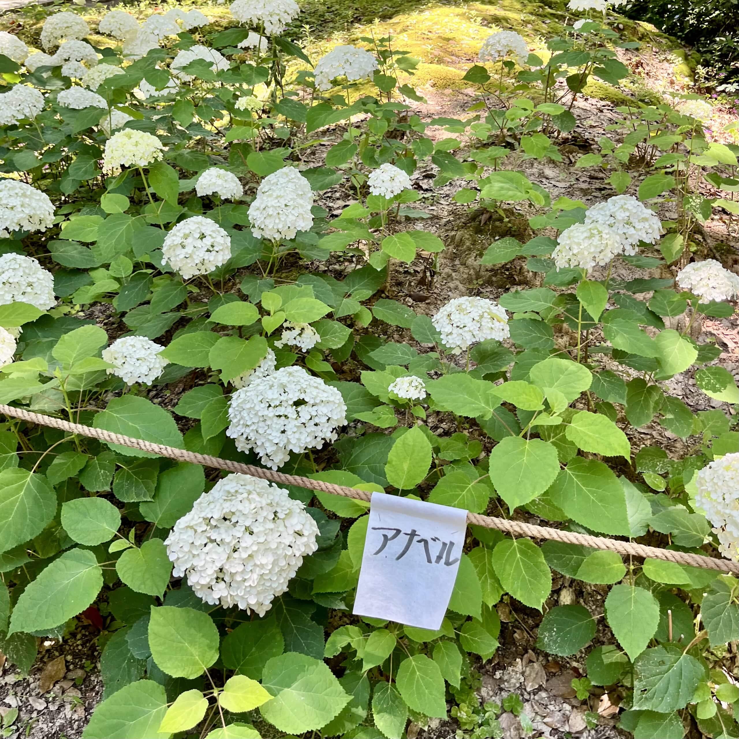 紫陽花