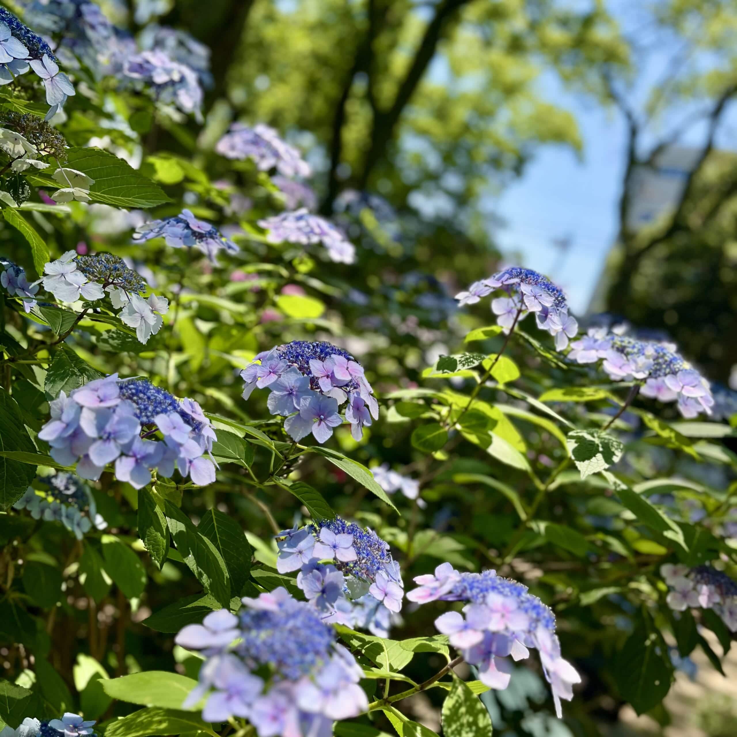 紫陽花