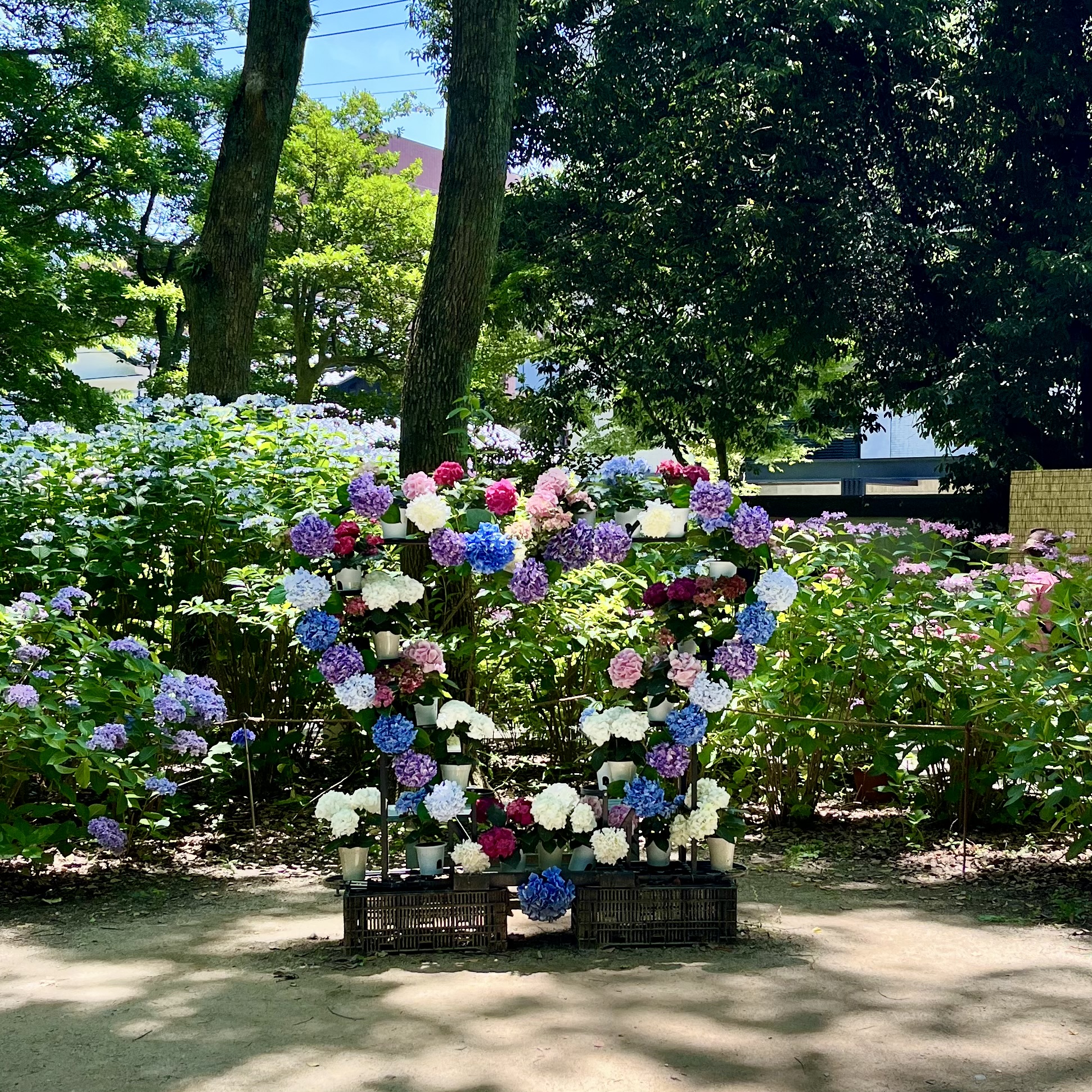 紫陽花