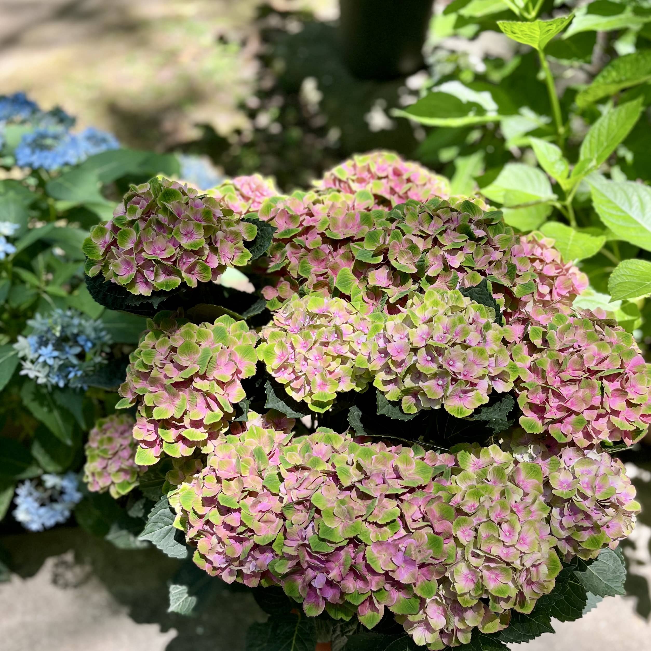 紫陽花
