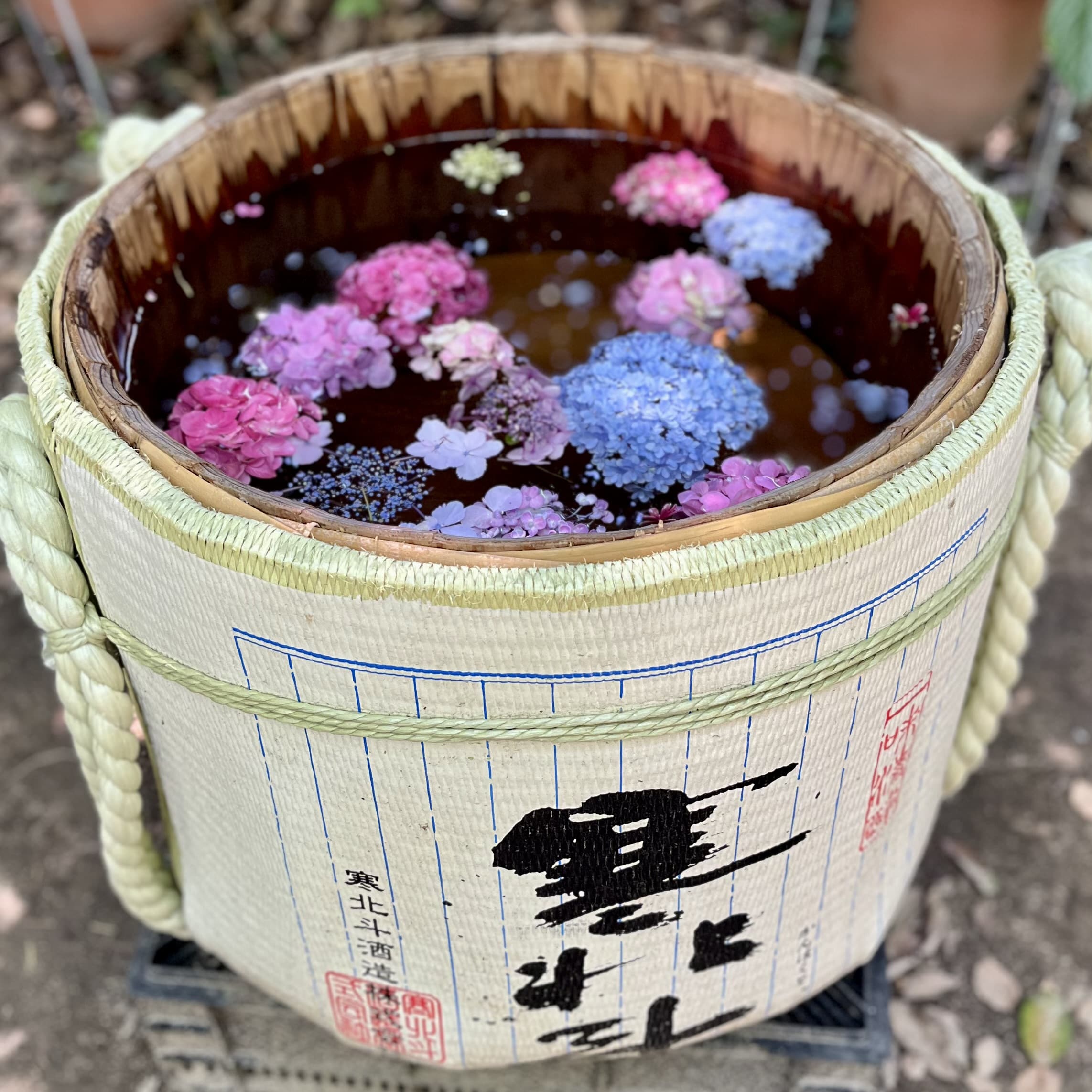 紫陽花