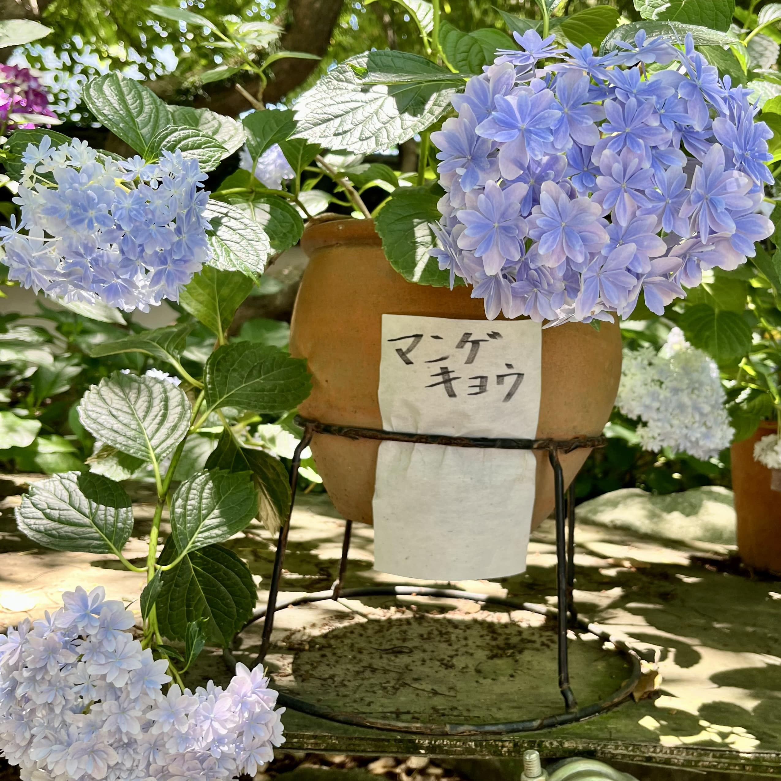 紫陽花