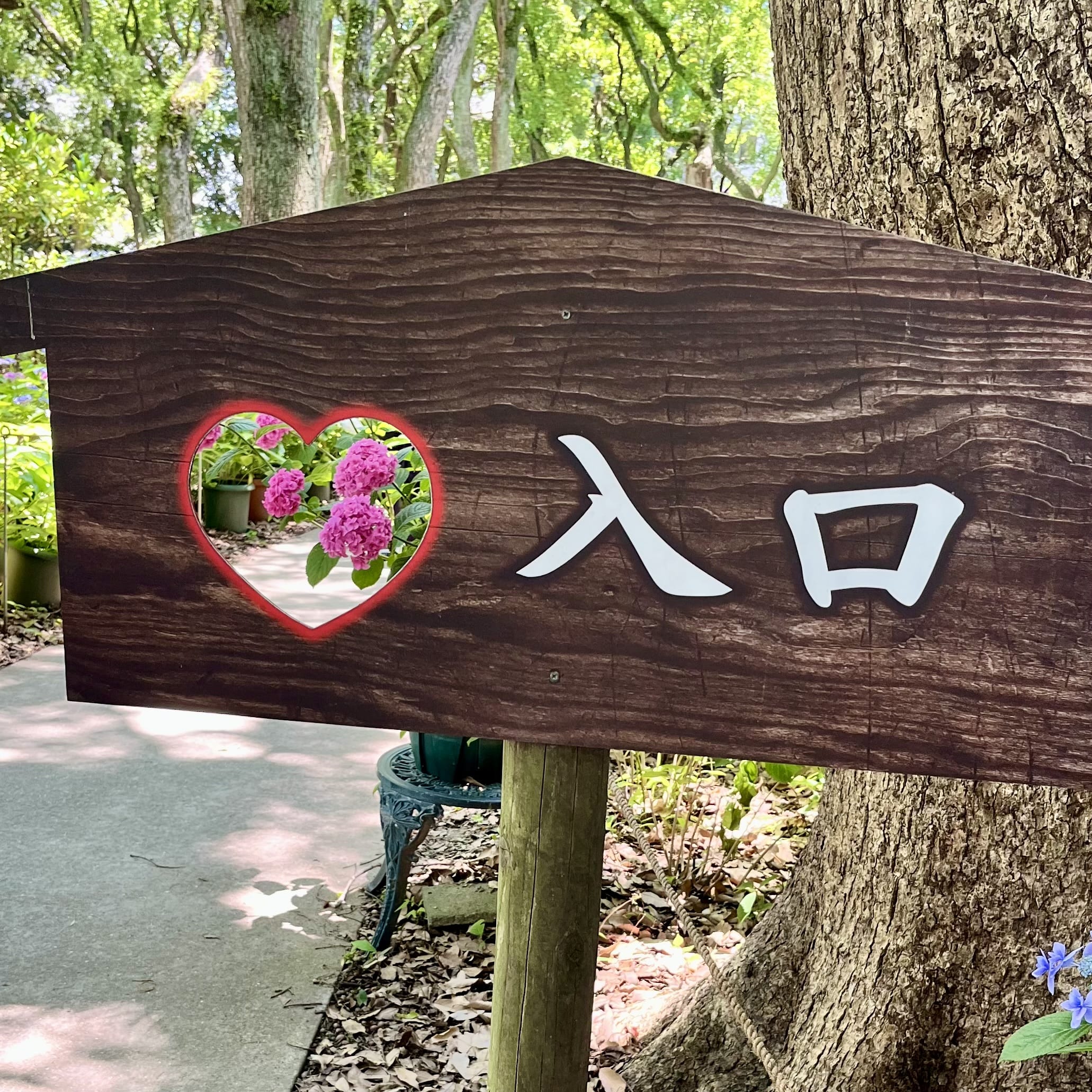 紫陽花