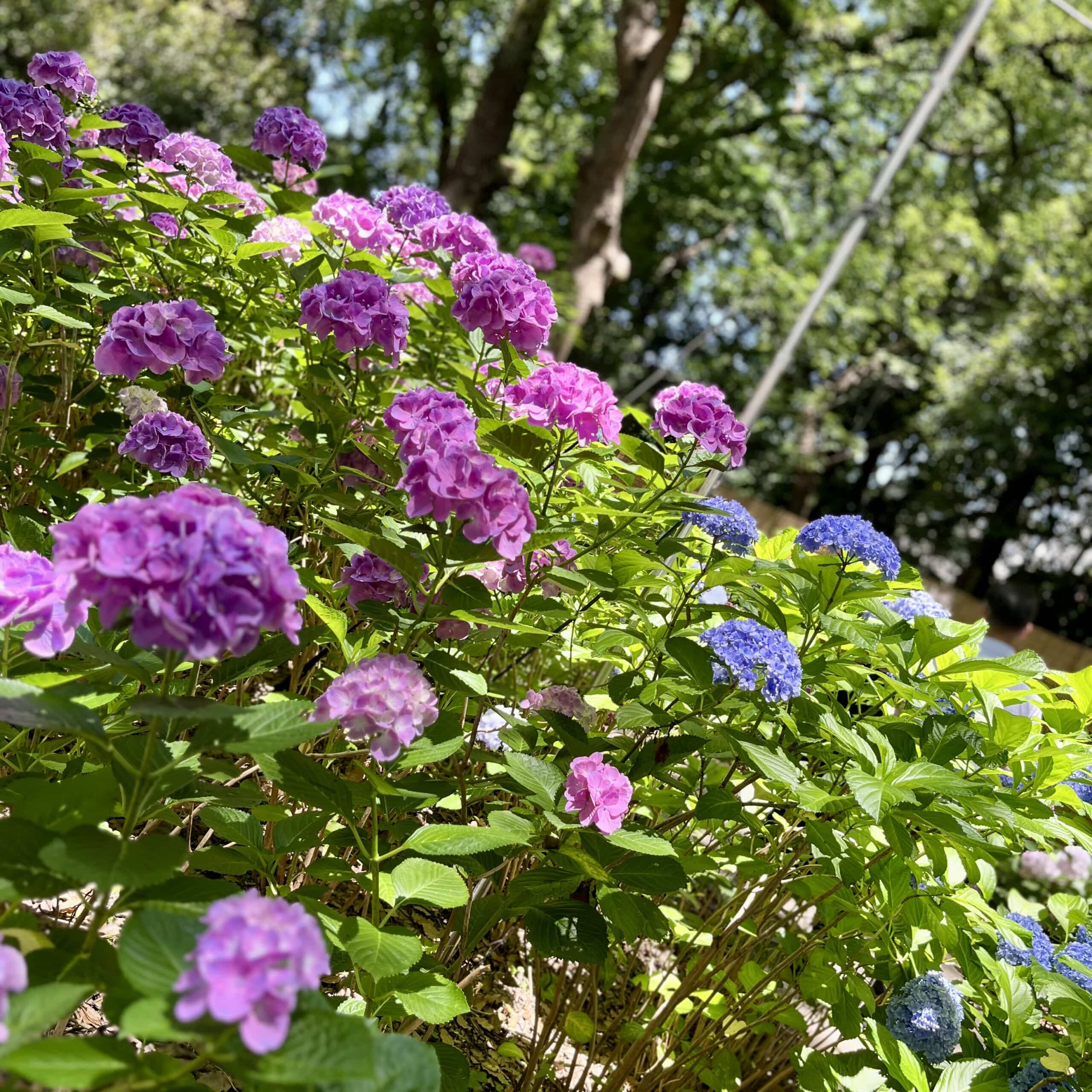 紫陽花