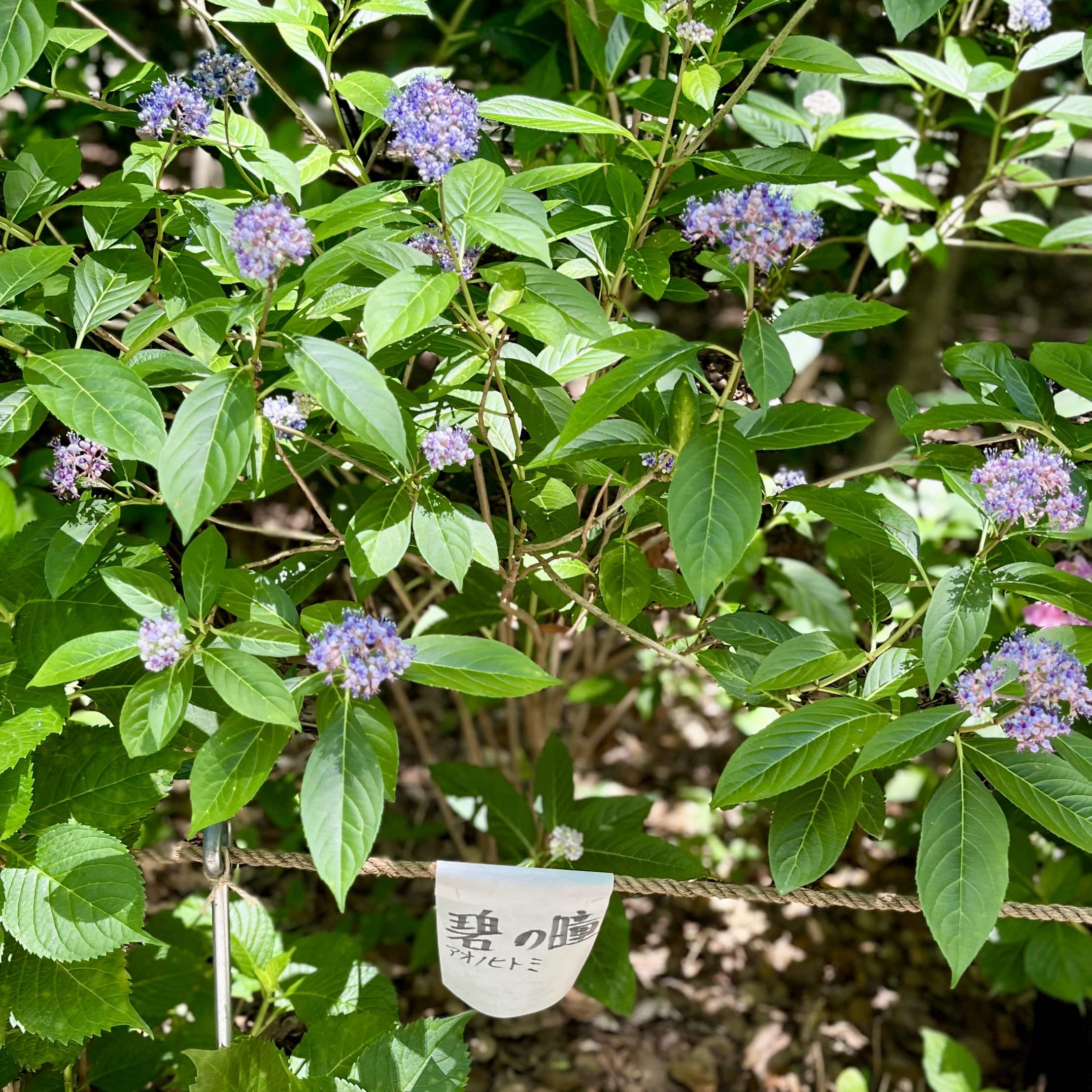 紫陽花