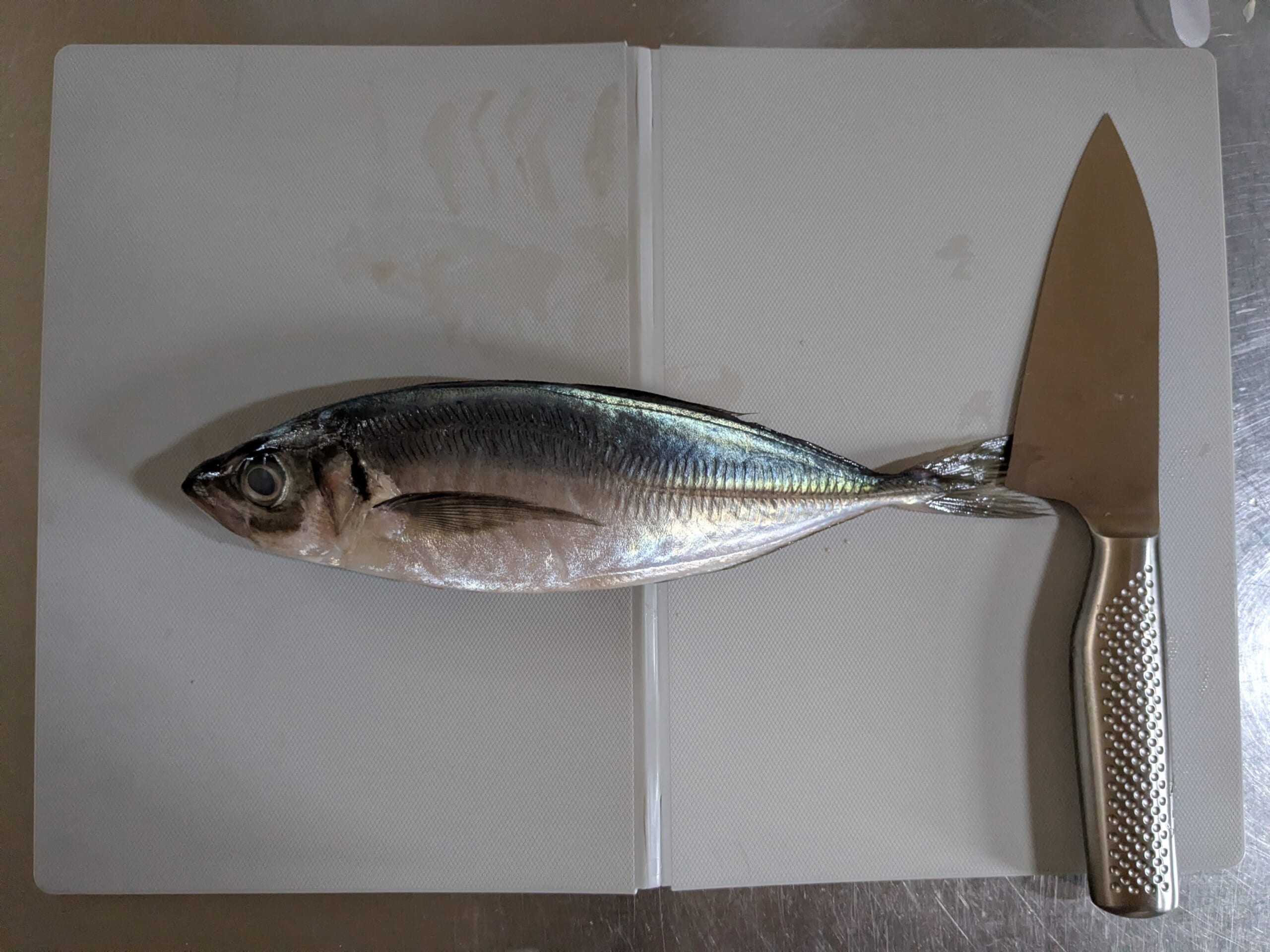 鯵