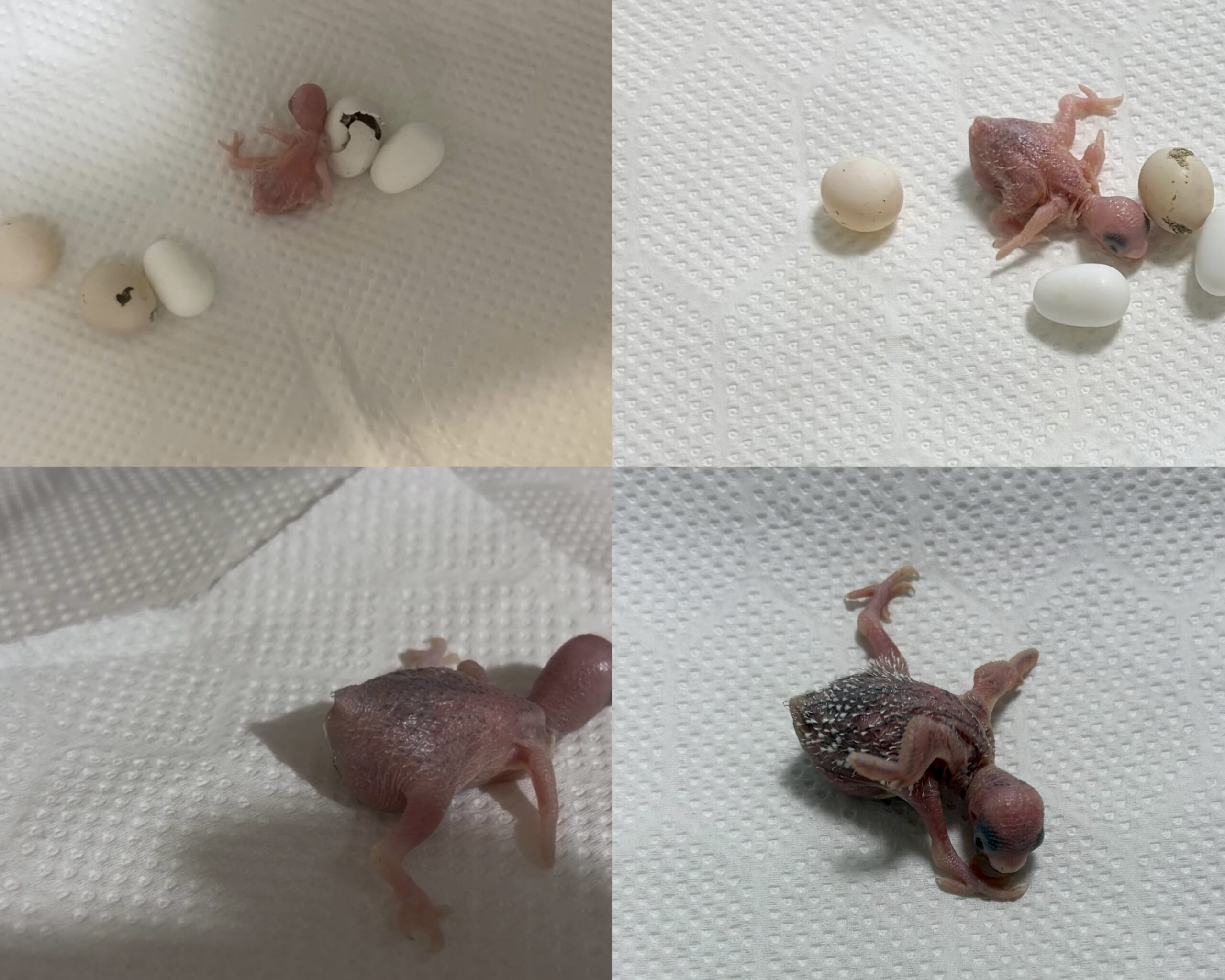 セキセイインコの雛がかえって2日目～10日目までの成長の記録。どんどんおおきくなっていく姿に感動。