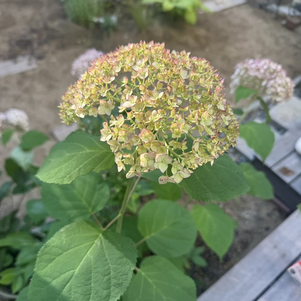 ピコティシャルマン　紫陽花　アナベル