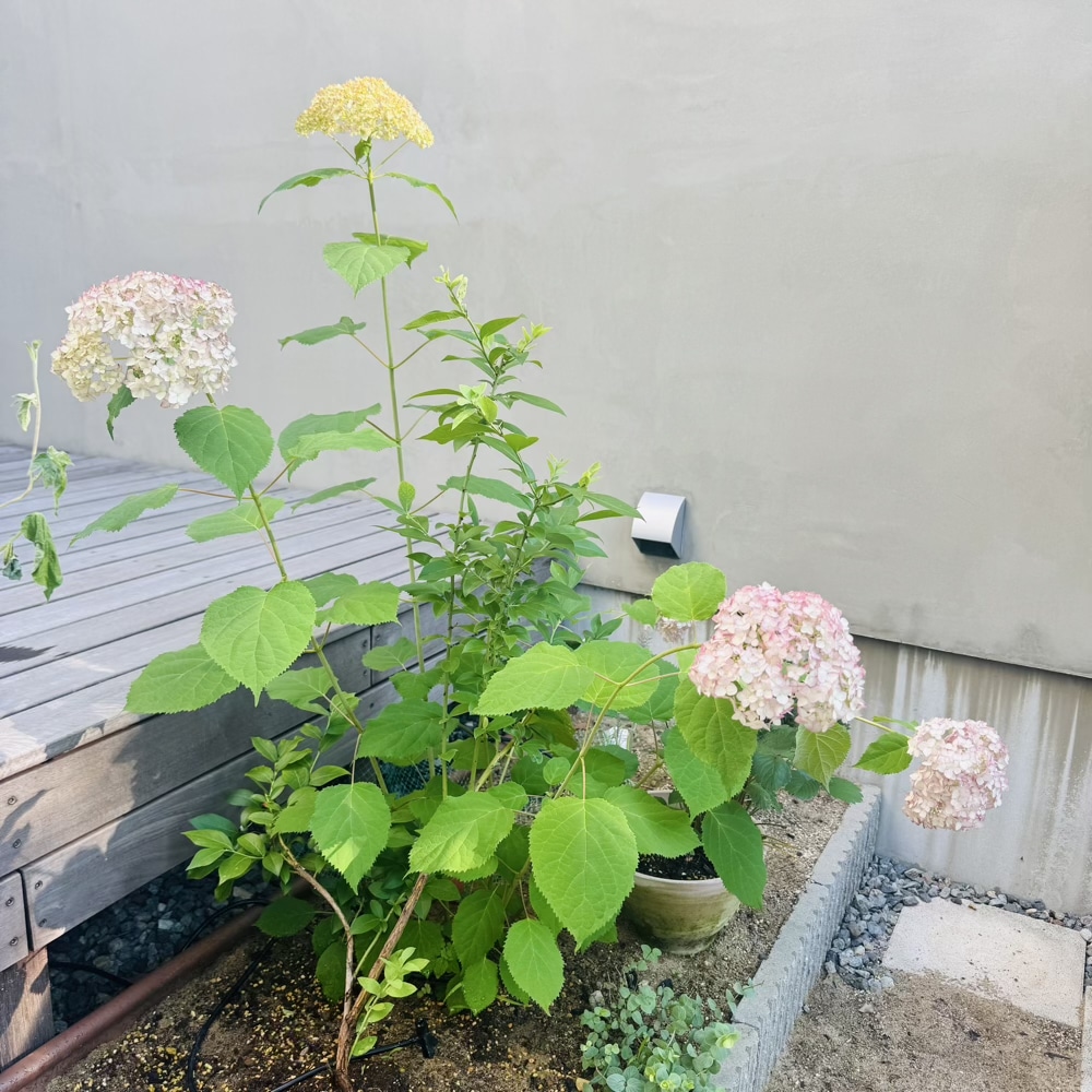 ピコティシャルマン　紫陽花　アナベル