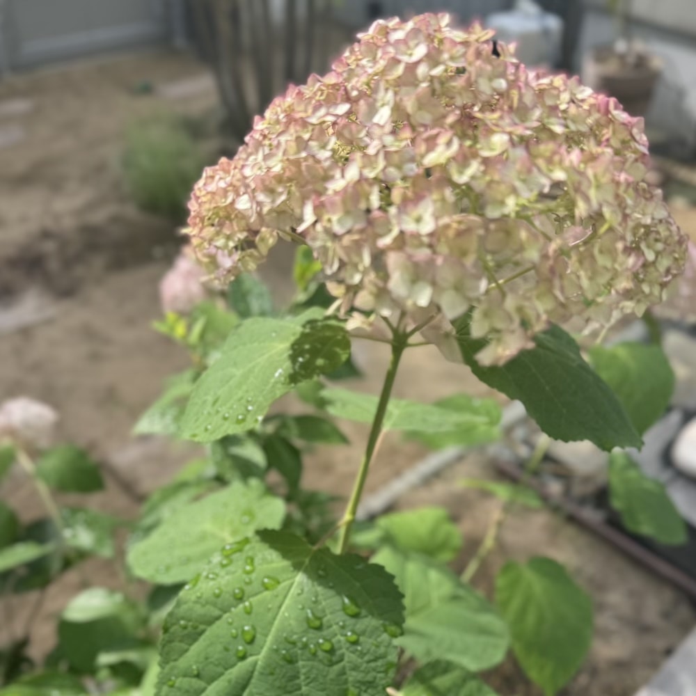 ピコティシャルマン　紫陽花　アナベル