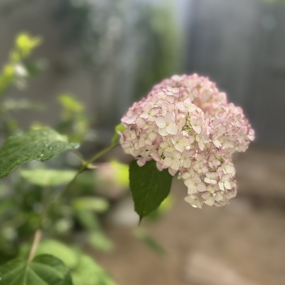 ピコティシャルマン　紫陽花　アナベル