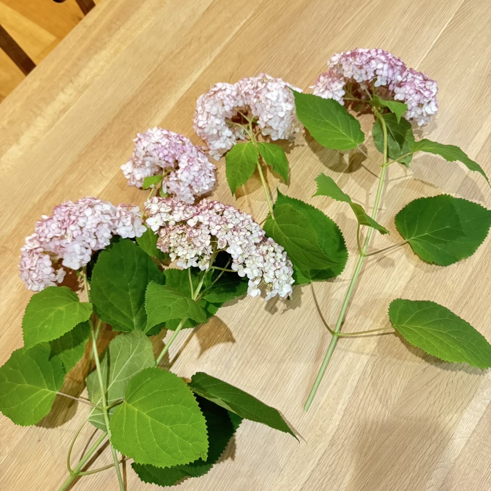 ピコティシャルマン　紫陽花　アナベル