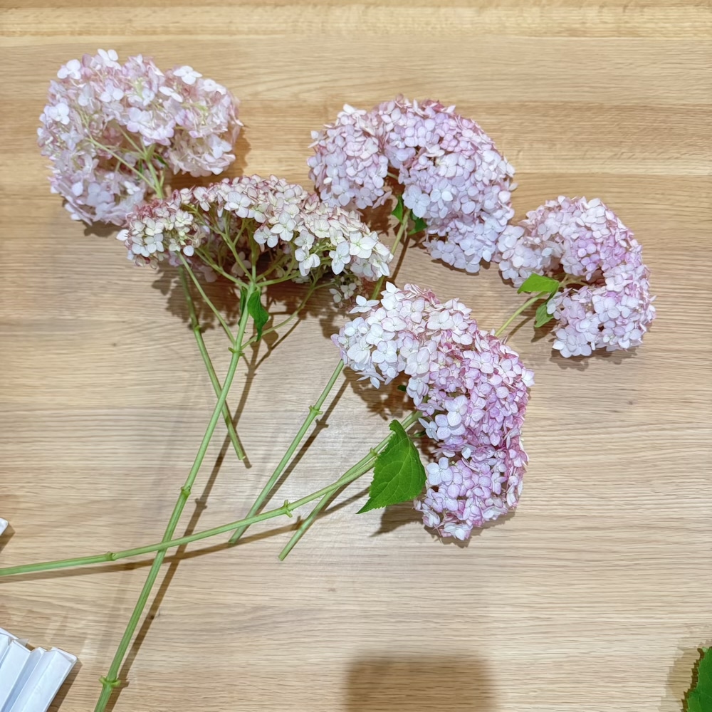 ピコティシャルマン　紫陽花　アナベル
