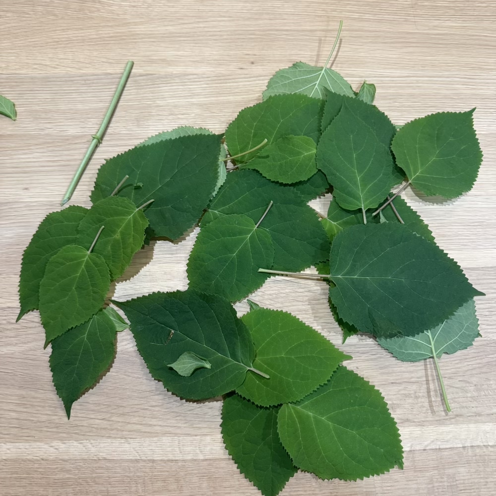 紫陽花守り　紫陽花　梅雨