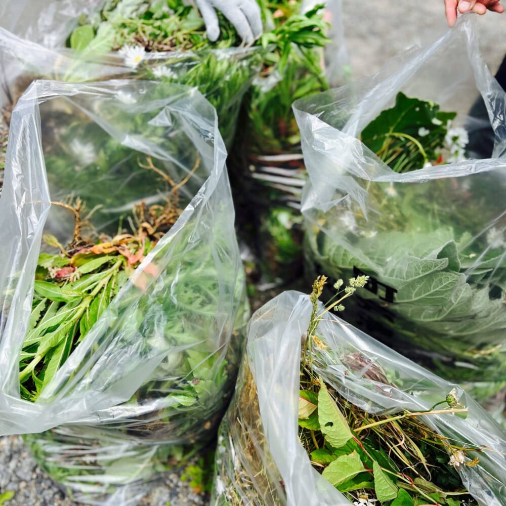 外来種植物駆除活動 のりくらロゲイニング 2026 team定食　長野県　乗鞍