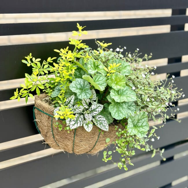リーフメインの寄せ植えハンギング