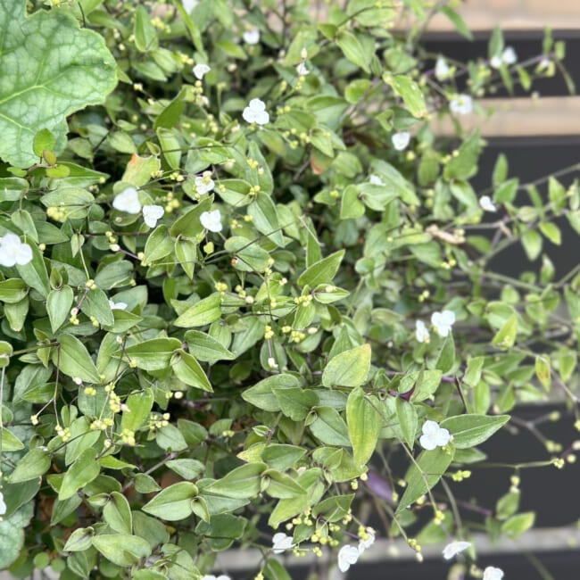 リーフメインの寄せ植えハンギング