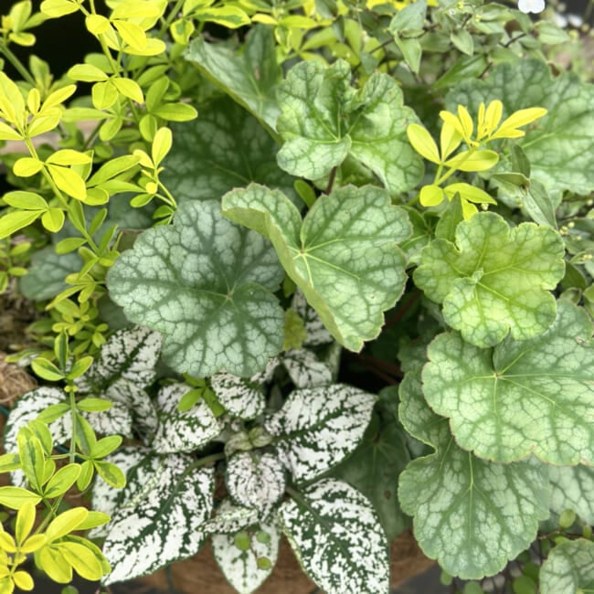 リーフメインの寄せ植えハンギング