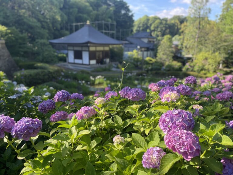 「天台宗 長窪山 正覚寺」境内のあじさい2