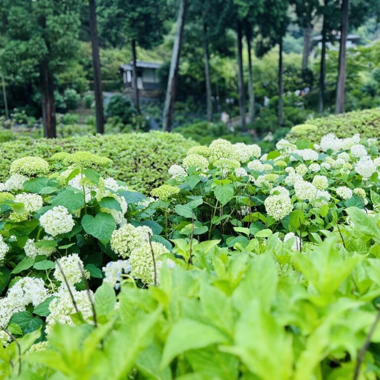 「三室戸寺」あじさい園1