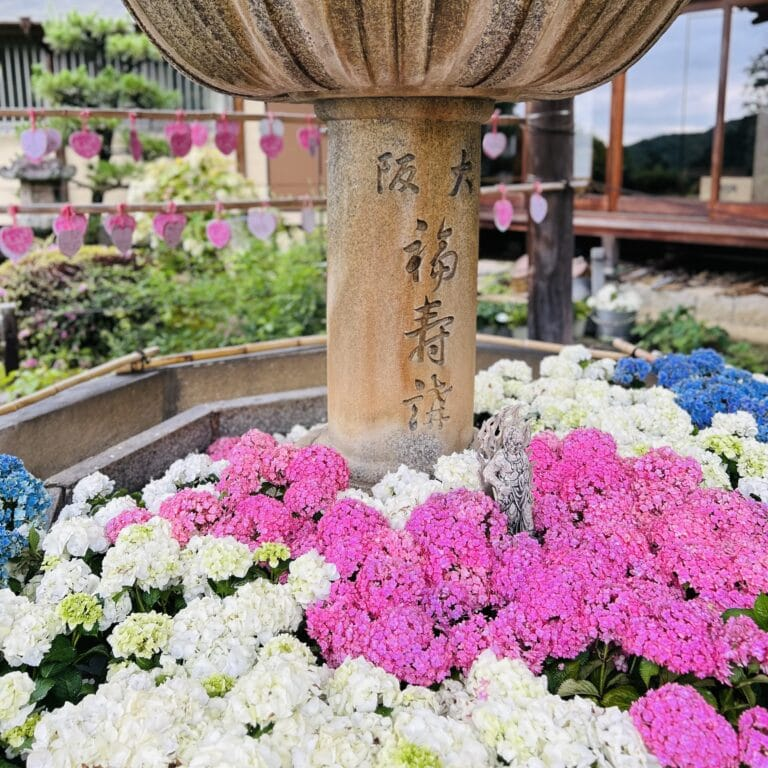 「三室戸寺」あじさいが浮かぶ手水舎