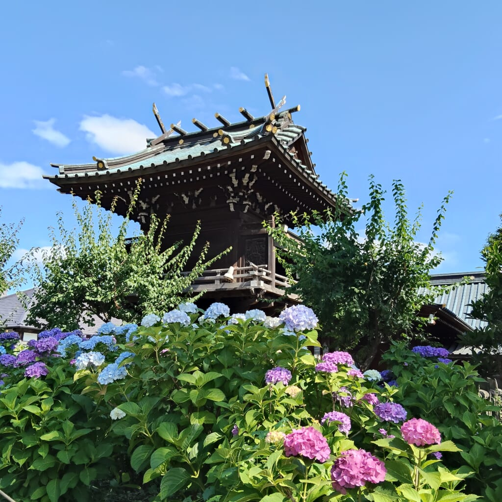 「白山神社」境内のあじさい