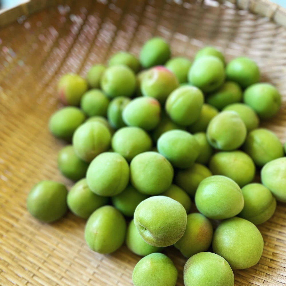 梅の収穫　梅農家