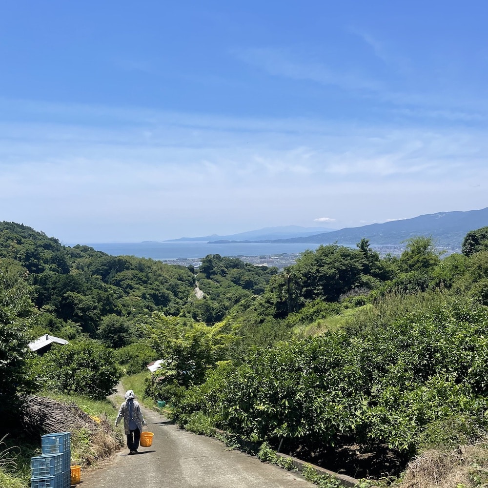 梅農家　梅の収穫