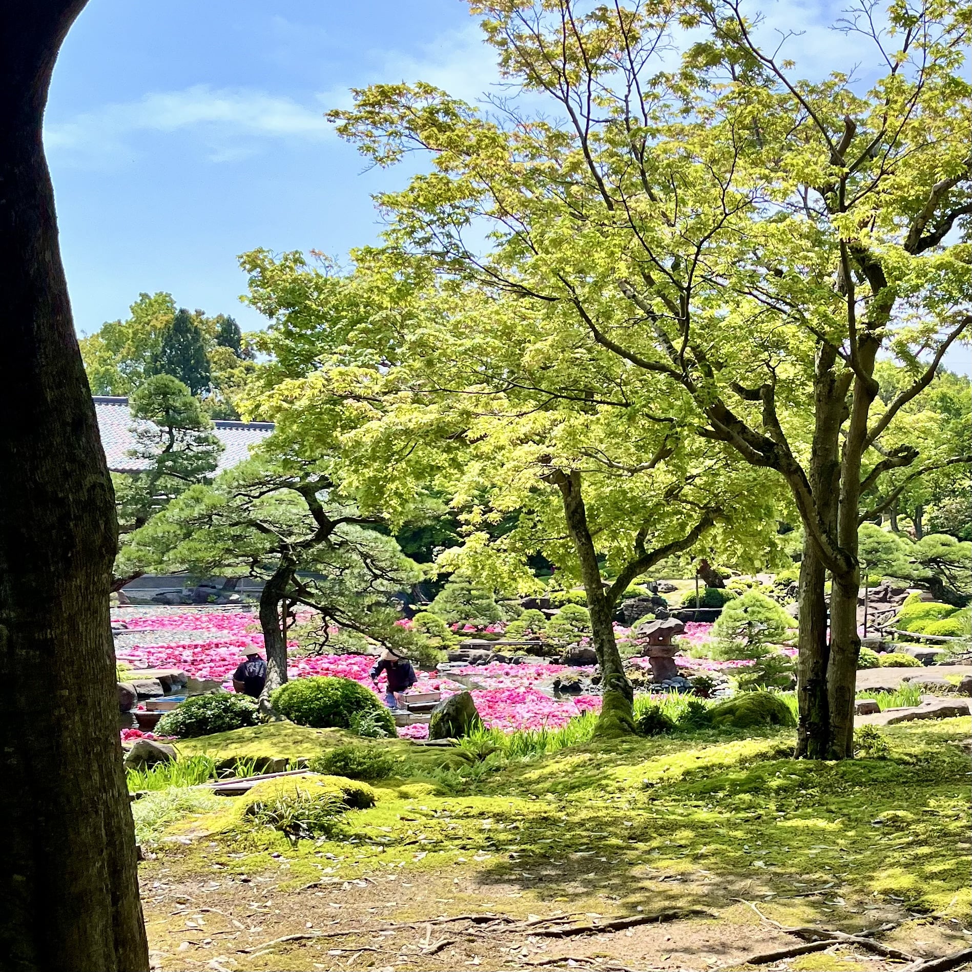 庭　庭園